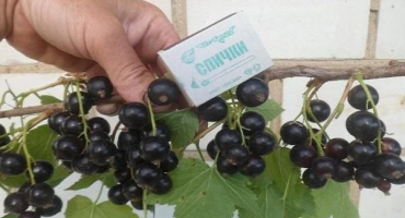 5 Receptů na výrobu rybízové ​​marmelády bez vaření na zimu